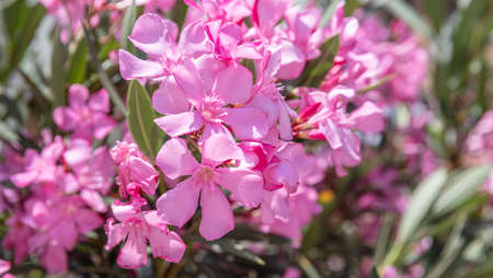 Toxic and colorful flowers concept. Pink nerium oleanders blooming. Evergreen plant with poisonous...