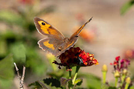 Butterfly with open wings on a red orange color blossom,  closeup view, blur green nature background. Springtime in countryside, Greeceの写真素材