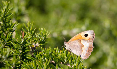 Butterfly closeup view on a fresh rosemary plant, blur green nature background. Springtime in countryside, Greeceの写真素材
