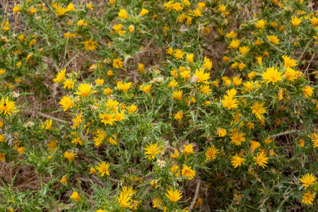 Scolymus hispanicus, the common yellow golden thistle or Spanish oyster thistle background, texture....