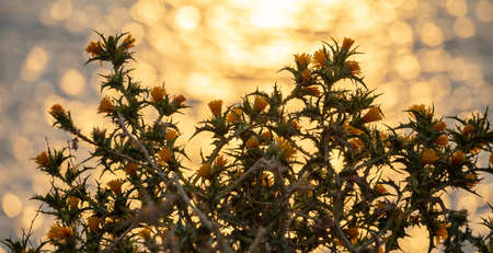 Yellow flowers thistle, blooming Scolymus hispanicus, bright bokeh background, sunset reflections,...