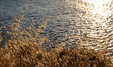 Golden dry oats, over bokeh, blur Kea, Tzia island sea background. Reflections and glitters of the sun on the water make the wet environment sparkle, copy space,の写真素材