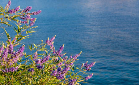 Purple wild lavender plant, over blur Kea, Tzia island sea background. Closeup view of levander...