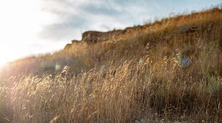 Golden dry plant of poaceae family under the soft sunbeams of a summer sunset, Greek nature...