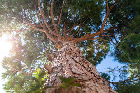 One tall green pine tree with rough bark from below to upwards. Sunbeams through evergreen plant needles, blue sky background, under close up view.の写真素材