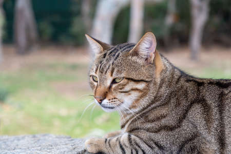 Stray tabby kitty. Abandoned domestic shorthaired cat breed is sitting on cement floor. The friendly mammal has dark stripes, looking sad and it is alone. Blur nature background.の写真素材