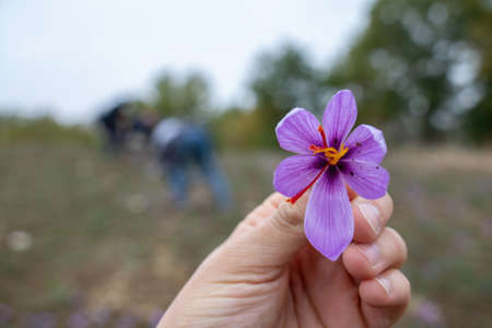 Saffron flowers collection in the field. Hand holding a crocus sativus, commonly known as saffron...