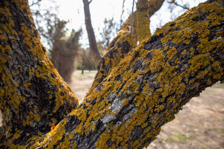 Yellow lichen on tree dry branches. Xanthoria parietina, yellow scale, shore lichen, common orange lichens are non parasitic plant like organisms. Closeup, blur nature background.の写真素材