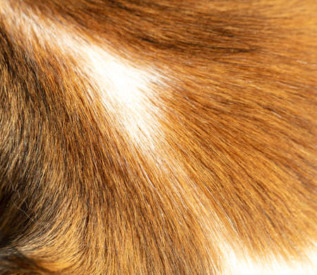 Animal fur closeup view. Border Collie dogs natural hair red and white color background, texture.の写真素材