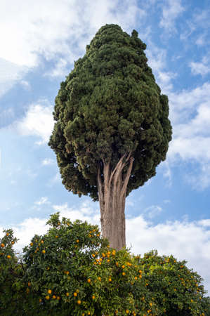 Old tall cypress tree on blue cloudy sky background, bottom view. Big coniferous tree over sour orange tree in Plaka Athens, Greeceの写真素材