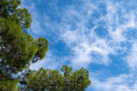 Pine tree branches against blue cloudy sky background. Evergreen tree foliage bottom view, copy space, nature templateの写真素材