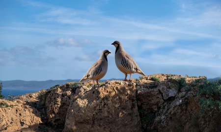 Partridges in nature. Two wild red legged partridges in natural habitat. Game birds on a rock, blue...