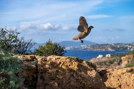 Partridge in nature. Wild red legged partridge in natural habitat. Game bird flying over a rock, blue sea and sky background, cape Sounio area Attica Greeceの写真素材