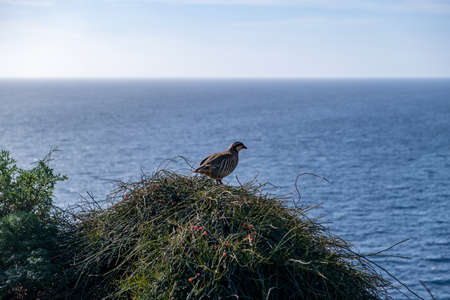 Partridge in nature. Wild red legged partridge in natural habitat. Game bird on a bush, blue sea and sky background, cape Sounio area Attica Greeceの写真素材