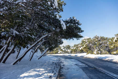 Winter landscape adventure concept. Snowy sloping branches and trees over a snowy, slippery road, texture. Nature covered with snowflakes, sunbeams, clear blue sky background.の写真素材