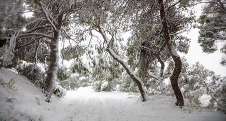 Snowscape concept. Winter day at forest. Heavy snow covers trees,  branches, footpaths background, texture. Adventure, hiking, holiday, wild snowy nature, xmas scene and destination.の写真素材