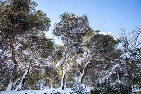 Winter landscape at forest concept. Snowy sloping trees and branches, blue sky background, texture. Sunbeams melt the snowflakes and welcome the spring appears.の写真素材
