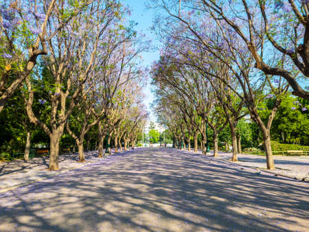 Jacaranda mimosifolia trees on street that drives to Zappeion Megaron landmark Athens, destination...