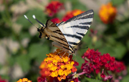 Butterfly on lantana red yellow color flowers. Swallowtail insect feeding on a blooming plant, garden in a Greek island, Cyclades Greece. Colorful spring nature, blossoms and pollinationの写真素材
