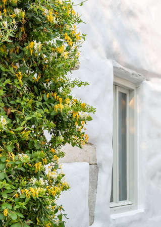 Blooming honeysuckle on whitewashed wall. Traditional building facade, white window on a fresh painted wall and climbing flowering plant decoration, closeup view. Paros island, Greece. Cyclades.の写真素材