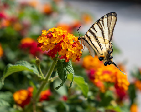 Swallowtail butterfly on lantana red orange color flowers. Lepidoptera family insect feeding on a blooming garden in a Greek island, Cyclades Greece. Colorful spring nature, blossoms and pollinationの写真素材