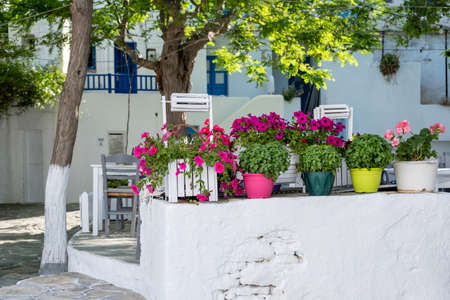 Cyclades island, Greece. Greek flower pots with colorful petunia and basil plants, natural fresh decoration at Folegandros Chora town, square. Whitewashed house facade and trees background.の写真素材