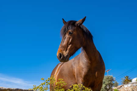 Brown horse, head with black hair profile, closeup view. Clear blue sky background, summer sunny dayの写真素材