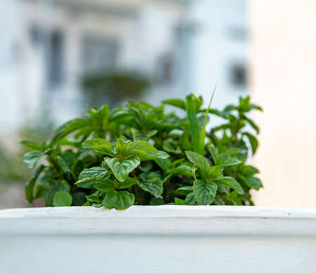 Fresh basil broadleaf green aromatic plant ocimum basilicum emerges behind whitewashed wall blur...