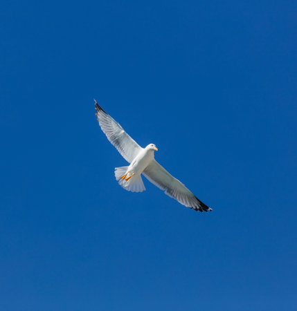 Sea gull European herring gull flying on clear blue sky background, open wings. Summer holidays card template, freedom concept. Low angle view, spaceの写真素材