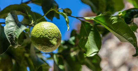 Green lemon hanging from a lemon tree, closeup view, blue sky background. Unripe sour fruit growing...