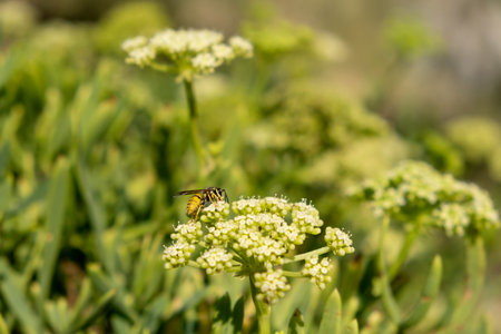 Bee collecting pollen from flower. Honeybee on blooming sea fennel or crithmum or rock samphire plant, closeup view.  Pollination, nectar collecting and honey.の写真素材