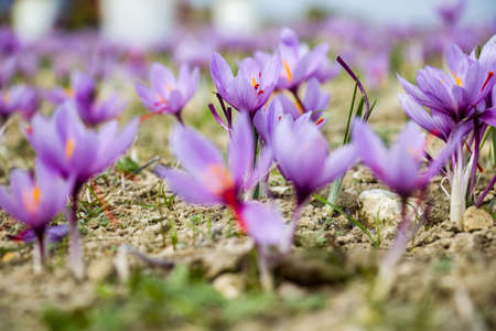 Saffron flowers on field. Crocus sativus plant on ground, closeup view. Harvest collection season in Kozani Greeceの写真素材