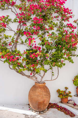 Red blooming bougainvillea in amphora on whitewashed wall background. Greek island house typical exterior decoration, Chora village Greece.の写真素材