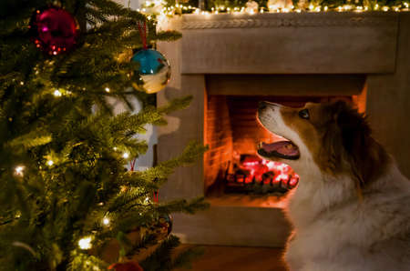 Dog and Christmas tree, burning fireplace and Xmas warm cozy winter holiday house background. Home living room festive interior.の写真素材