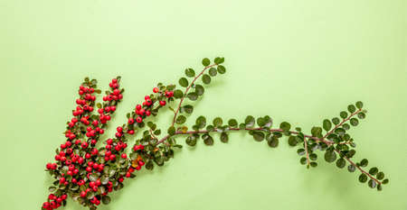 Christmas mistletoe decoration. Cotoneaster blooming plant with red berries on light green color background, copy space.の写真素材