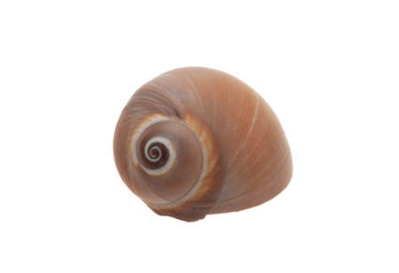 Fresh water snail isolated cutout on white background. Overhead view of circular brown gastropod...