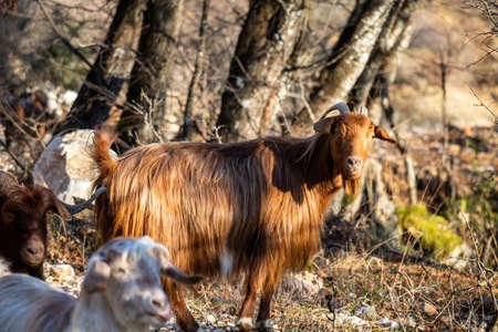 Billy goat, Flock of goat at the graze. Two ruminant mammal animal with backward curving horn and...