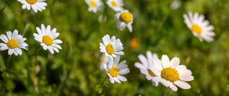 Daisy wild flower. White yellow blossom close up view, blur green grass background, Spring season,...