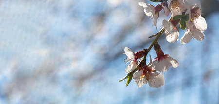 Almond tree bloom, orchard tree flower. blue sky background, close up view. Spring season blossom,...