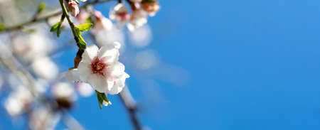 Almond tree bloom, orchard tree flower. sunny spring day blue sky background, close up view....