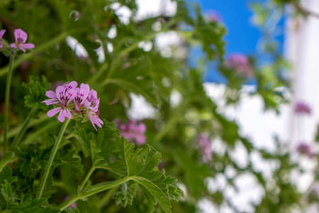 Citronella geranium, Pink bloom mosquito repellent plant nature background, Pelargonium citrosum,...