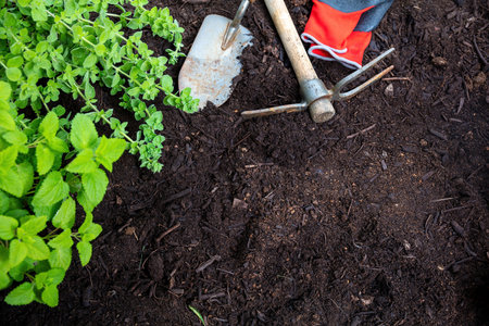 Garden tools and herb plants on soil background, top view, copy space. Agriculture and Spring...