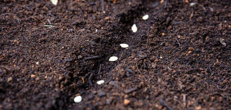Pumpkin vegetable seeds on soil, close up view, copy space. Agriculture seeding, organic garden and...