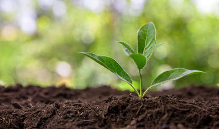 Sprout growth in garden soil, new life concept. Green fresh young seedling in the ground....