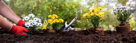 Spring gardening works panorama. Hand planting fresh yellow and white color daisies. Garden tools and flower plants on soft soil, close up panoramic view.の写真素材