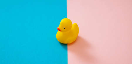 Rubber bath duck on pastel pink blue color background. Yellow float ducky toy, play and fun for kid. Gender curious, sexual orientation conceptの写真素材