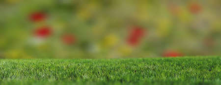 Grass close up, blur spring meadow background, Green fresh lawn, nature environment. Sport or...