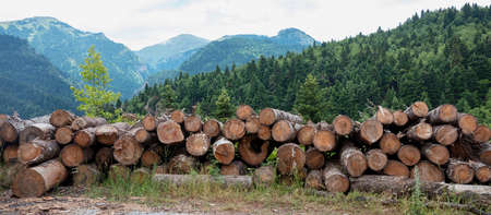 Wood logs pile, timber winter stock. Firewood storage in fir forest and mountains background. Round...
