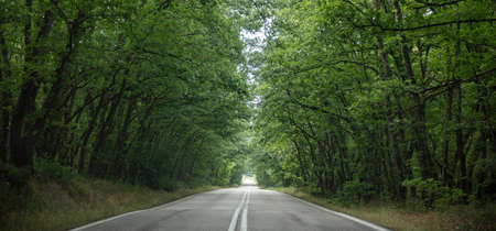 Empty road, straight asphalt under the trees. Long way, endless travel and adventure. Greece countrysideの写真素材