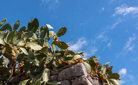 Opuntia, prickly pear plant or pear cactus on stonewall, blue sky background sunny day. Fresh green healthy fruit, succulent with barbed bristles, Mediterranean flora.の写真素材
